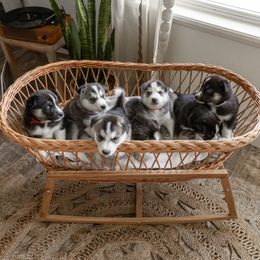 Siberian Husky Puppies from Hargaden Huskies