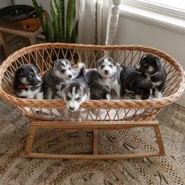 Siberian Husky Puppies from Hargaden Huskies