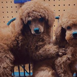 Poodles from Lady D's Oodles of Poodles