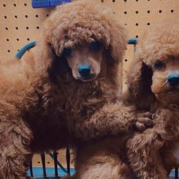 Poodles from Lady D's Oodles of Poodles