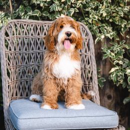 Bella - Australian Labradoodle