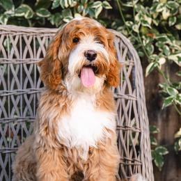 Bella - Australian Labradoodle