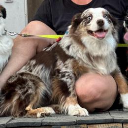 Ruby - Red merle female Miniature Australian Shepherd puppy in Luling, Texas from Little Wood Toy and Mini Aussies