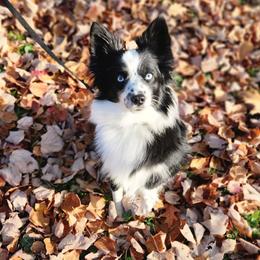 Nova - Miniature Australian Shepherd