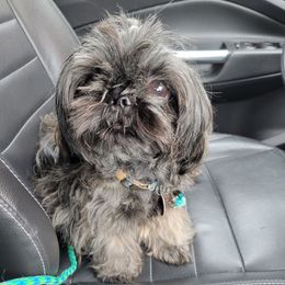 Maverick - Shih Tzu