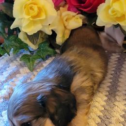 Dachshund Puppies from CLARK'S BREEDING PROGRAM
