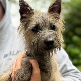 Cairn Terrier puppies from Northwest Cairn Terriers