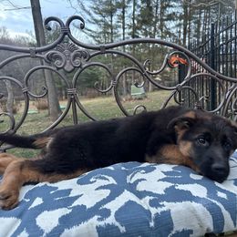 German Shepherd Puppies from Golden Ridge