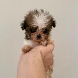 Harry - Tricolor male Shih Tzu puppy in Stroud, Oklahoma from Laik’s Little Shihtz & Poms