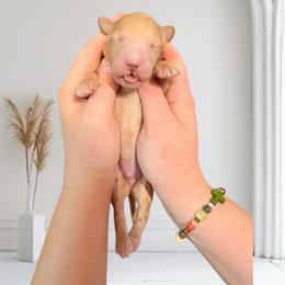 Charley - Cream male Goldendoodle puppy in Valdosta, Georgia from Designer Doodles of South GA