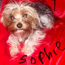 Sophie - Yorkshire Terrier