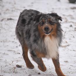 Scooter - Miniature Australian Shepherd