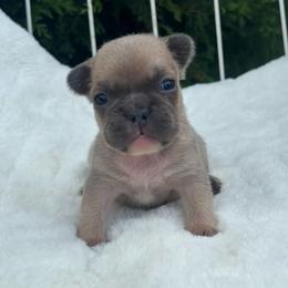 Sage - Fawn and white male French Bulldog puppy in Ronks, Pennsylvania from Bleu Rock French Bulldogs