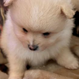 Pomeranian Puppies from Cherokee Pomeranians