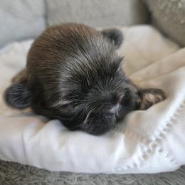 Shihpoo and Shih Tzu Puppies from The Luckie Puppy