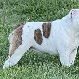 Eclipse - Bulldog