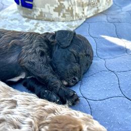 Jasper - Sable male Poodle puppy in Ardmore, Oklahoma from Green Acres