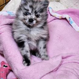 Pomeranian and Yorkshire Terrier Puppies from Pam Ackley