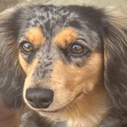 Molly - Dachshund