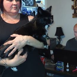 Riv - Pomeranian