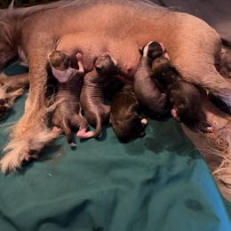 Chinese Crested puppies from Ridgelake Ranch Chinese Cresteds
