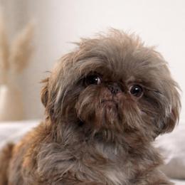 Charmy - Shih Tzu