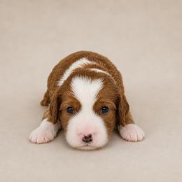 Kayce - Red  male Goldendoodle puppy in Floyd, Virginia from Hearts and Paws Poodles and Doodles