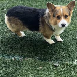 Pembroke Welsh Corgi puppies from Western Plains Kennel