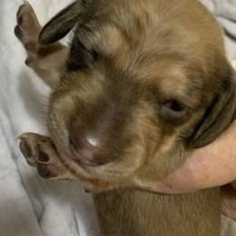 4 Smooth male dark cream - Cream male Dachshund puppy in Bethany, Connecticut from Mardox Dachshunds