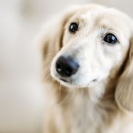 Dachshunds from English Cream Dachshunds