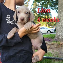 Lion - Gray male Weimaraner puppy in Kingwood, Texas from Desert Rose Weimaraners