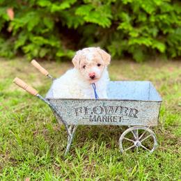 Kai - Parti male Poodle puppy in Dunn, North Carolina from Sandy Creek Kennels