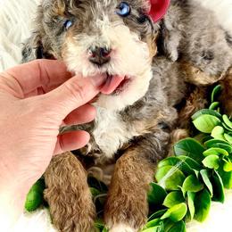 Bernedoodle, Cavapoo, and Goldendoodle Puppies from Blackberry Farm Puppies