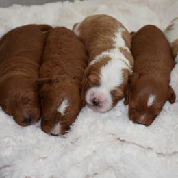 Cavapoo Puppies from Coastal Cavapoos