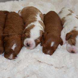 Cavapoo Puppies from Coastal Cavapoos