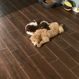 Goldendoodle Puppies from Two Ps in a Pod
