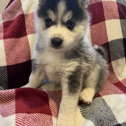 Pomeranian and Pomsky Puppies from Southern Poms of Texas