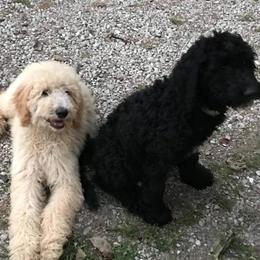 Goldendoodles from Faithful Friends at Cherson Cottage