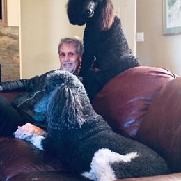 Poodle All Grown Up from Asha Poodles
