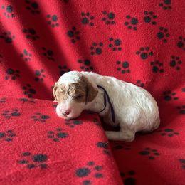 Justice - Parti female Poodle puppy in New Britain, Connecticut from Poodles of New England