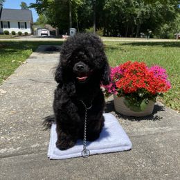 Shihpoo All Grown Up from Smol Beans Kennel