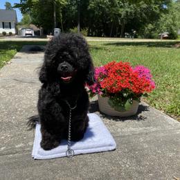 Shihpoo All Grown Up from Smol Beans Kennel