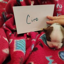 Ciro - Red male Boston Terrier puppy in Headland, Alabama from Crystal Carlisle's Boston Terriers