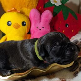 Green collar: Fern - Black female Cane Corso puppy in Franktown, Colorado from Earth and Ship Cane Corso