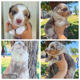 Red - Red merle female Australian Shepherd puppy in Iola, Texas from MK Aussies