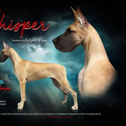 Great Dane All Grown Up from Pegasus Great Danes