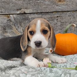 Marci - Black white and tan female Beagle puppy in Colville, Washington from Rosehaven Homestead
