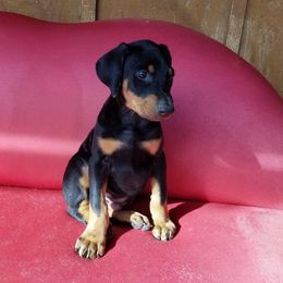 Doberman Pinscher Puppies from Riviera Dobermans