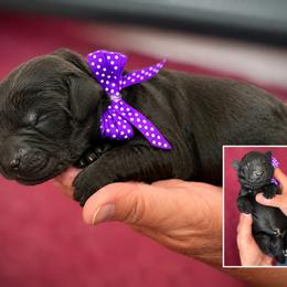 Miss Purple Collar - Black female Australian Labradoodle puppy in Wake Forest, North Carolina from Lucky Country Labradoodles