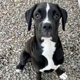 Boy 2 - Brindle Boxer puppy in Eagle, Idaho from Eagle ID Boxers